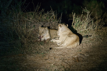 Lion (Panthera leo)