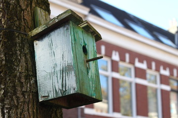 Nest box for birds attached to a tree in a Dutch 19th century street with well maintained ancient houses.