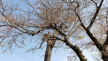 消えゆく命　新しい命