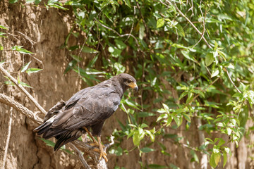 Common Black Hawk (Buteogallus anthracinus)