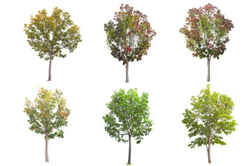 Set of Mahogany Tree isolated on white background - obrazy, fototapety, plakaty