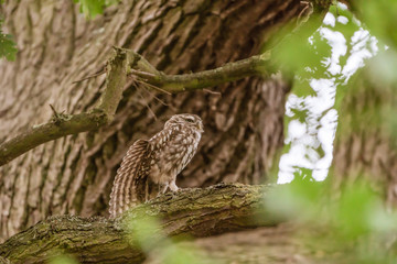 Little Owl (Athene noctua)