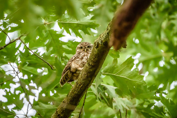Little Owl (Athene noctua)