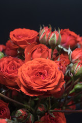 red miniature rose close up shot on black background 