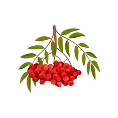 Branch of ripe red rowan on white background.