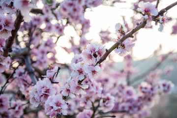 Close Up Beauty Mandel Blossoms Sakura Flowers Background
