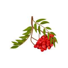 Branch of ripe rowan on white background.