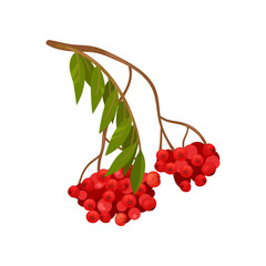Branch of ripe red rowan on white background.