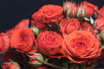 Obraz premium red miniature rose close up shot on black background 