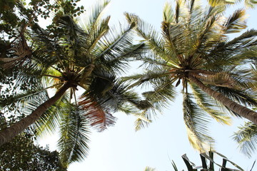 Fototapeta na wymiar Coconut Tree 
