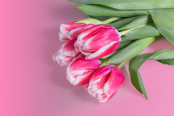 Natural background with blooming tulips