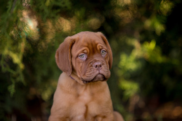 Bordeaux puppies in the summer garden