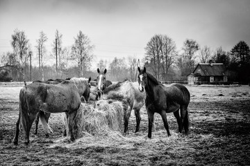 On a sunny day, wild horses graze