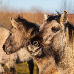 Fototapeta premium On a sunny day, wild horses graze