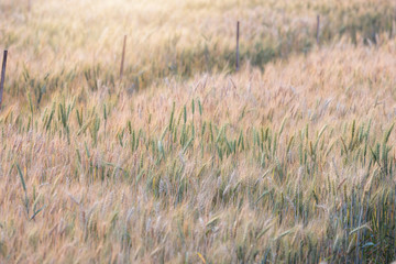 Beautiful landscape of Barley field at sunset time