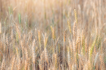 Beautiful landscape of Barley field at sunset time