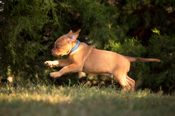 Bordeaux puppies in the summer garden
