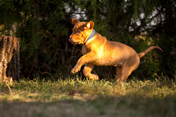 Obraz premium Bordeaux puppies in the summer garden