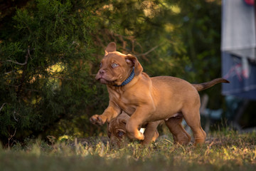 Bordeaux puppies in the summer garden