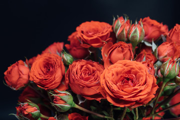 red miniature rose close up shot on black background 