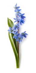 Obraz premium Bouquet of Siberian Squill