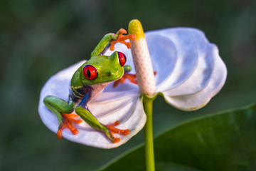 Red-eyed Tree Frog, Agalychnis callidryas, sitting on the green leave in tropical forest in Costa Rica.