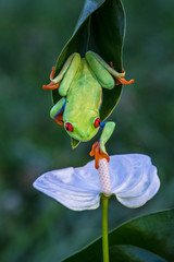 Red-eyed Tree Frog, Agalychnis callidryas, sitting on the green leave in tropical forest in Costa Rica.