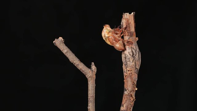 A cicada metamorphoses on a branch, time-lapse photography.