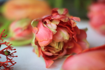 gelb, rosa, gemütlich, gefüllt Tulpe tulipa coral pink filled flower Spring orange green