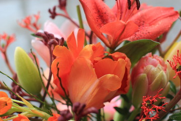 Obraz na płótnie Canvas Lilie Tulpe tulipa coral pink filled flower Spring orange green