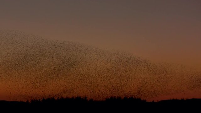 Murmuration Ripple Effect Starling In Flight Images – Browse 51,128 Stock Photos, Vectors, and ...