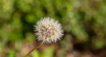 Dandellion wild plant closeup view, blur green nature background