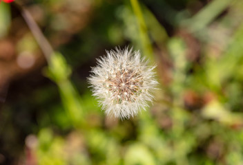 Dandellion wild plant closeup view, blur green nature background
