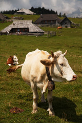 Fototapeta na wymiar Velika Planina cows