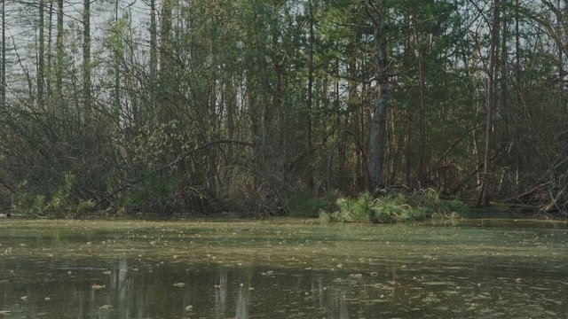 A static shot of swamp water moving in front of a tree filled shore.