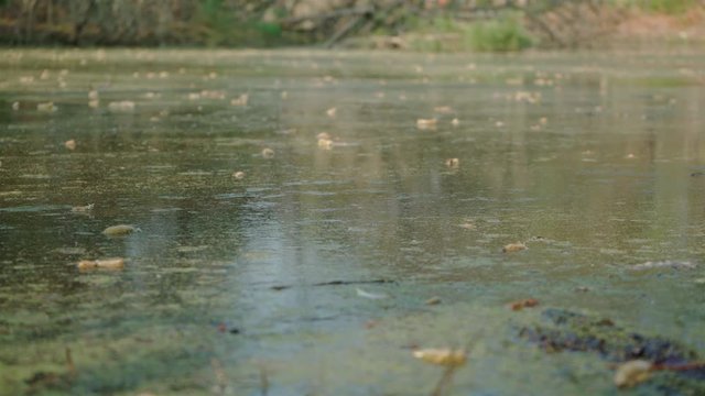 Close up of dirty water from a grove with dry leaves floating on top.