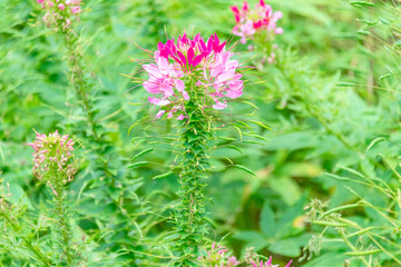Cleome spinose in early summer