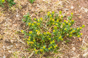 Strahlenlose Kamille