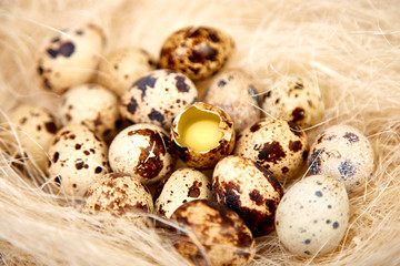Quail  easter eggs in the nest on wooden background.