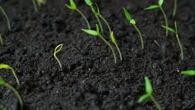 Small freen plant moving to the sun, spring time lapse, germination