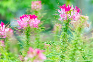Cleome spinose in early summer