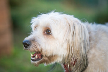 Happy adopted dog playing in the garden  