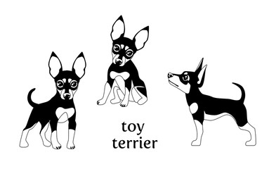 Vector illustration of Toy Terrier in various poses.