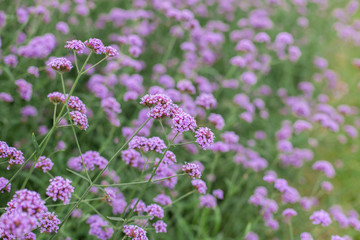 flowers in the garden