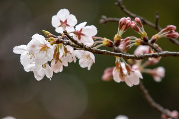桜　ソメイヨシノ　千葉県市川市　里見公園