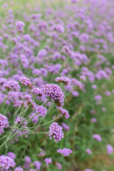 flowers in the garden