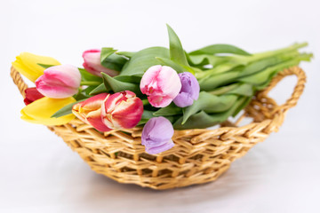 Pâques et Printemps, tulipe en bouquet