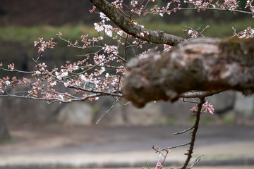 桜　ソメイヨシノ　千葉県市川市　里見公園