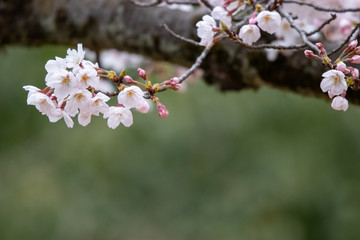 桜　ソメイヨシノ　千葉県市川市　里見公園