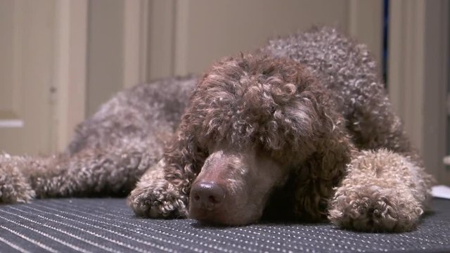 Brown standard poodle lying on the carpet